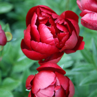 'Buckeye Belle' peony at Crocus