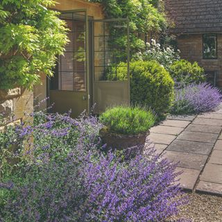 Borders of lavender lining a house entrance