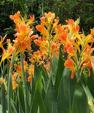 A bunch of orange canna lilies with tall green stems and green trees behind them