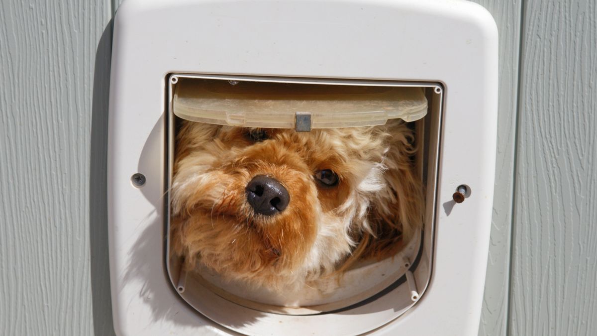 Dog peering through a pet door