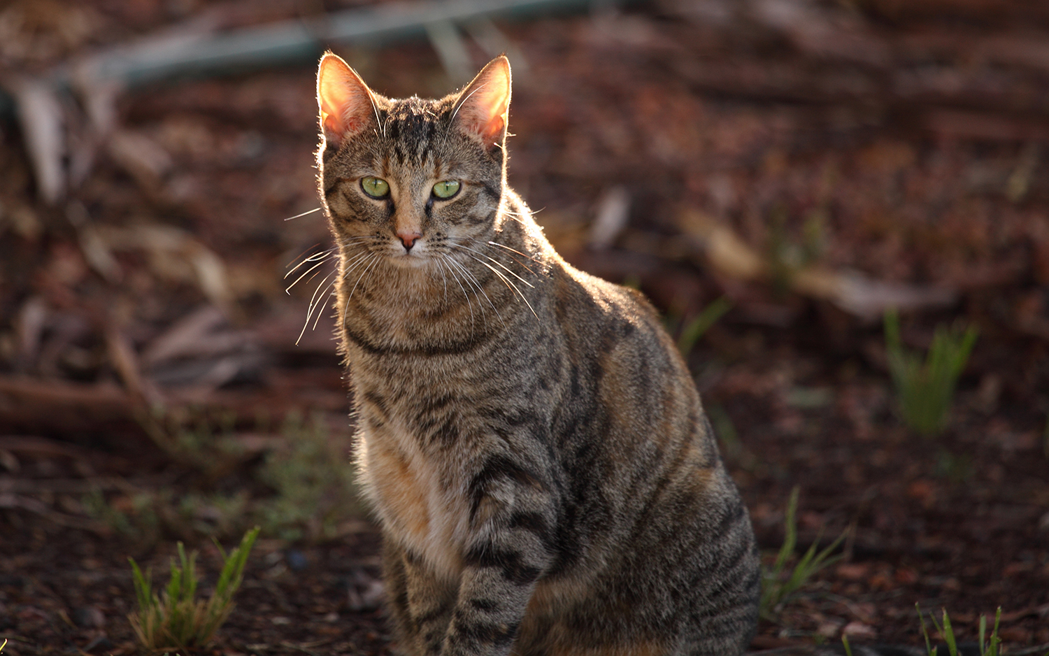 Feral Cats in Australia Sentenced to 