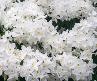 paperwhite narcissus with white flowers