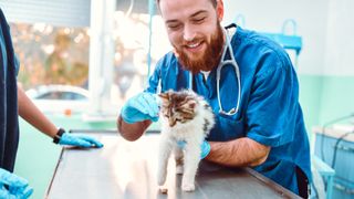 Kitten receiving a vaccination from a vet