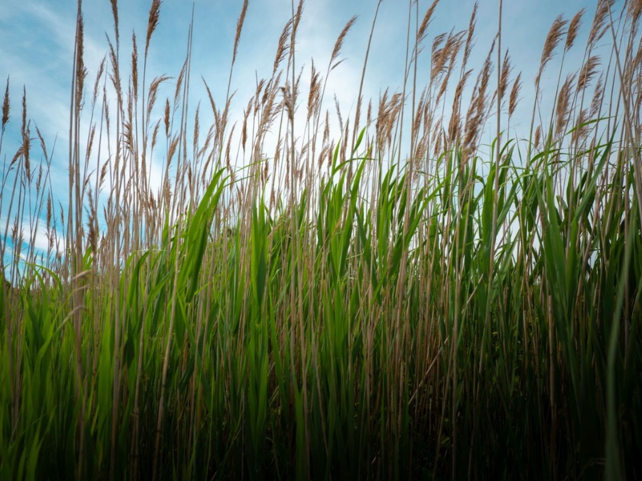 Reed Grass