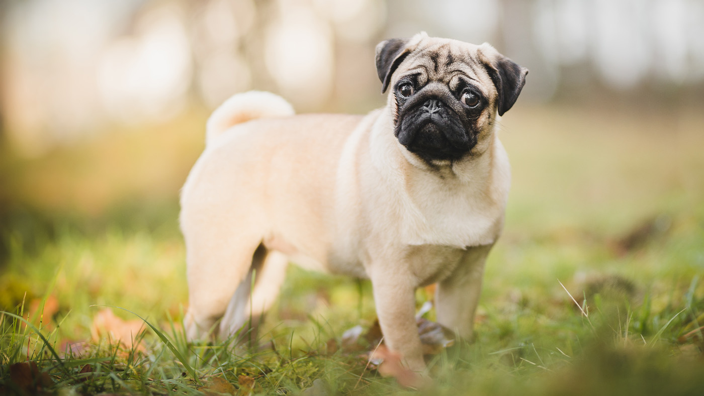Pug side on in field