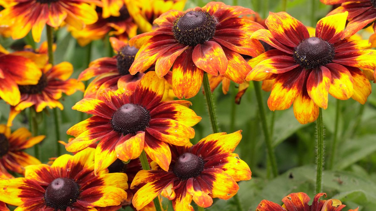 Black-eyed Susan care and growing guide: expert tips for rudbeckia