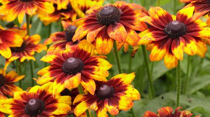 Gold black-eyed Susan with dark red centres
