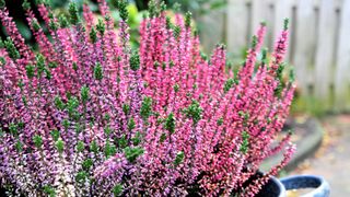 Winter heather in a garden pot