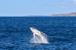 A humpback whale calf breaching out of the ocean