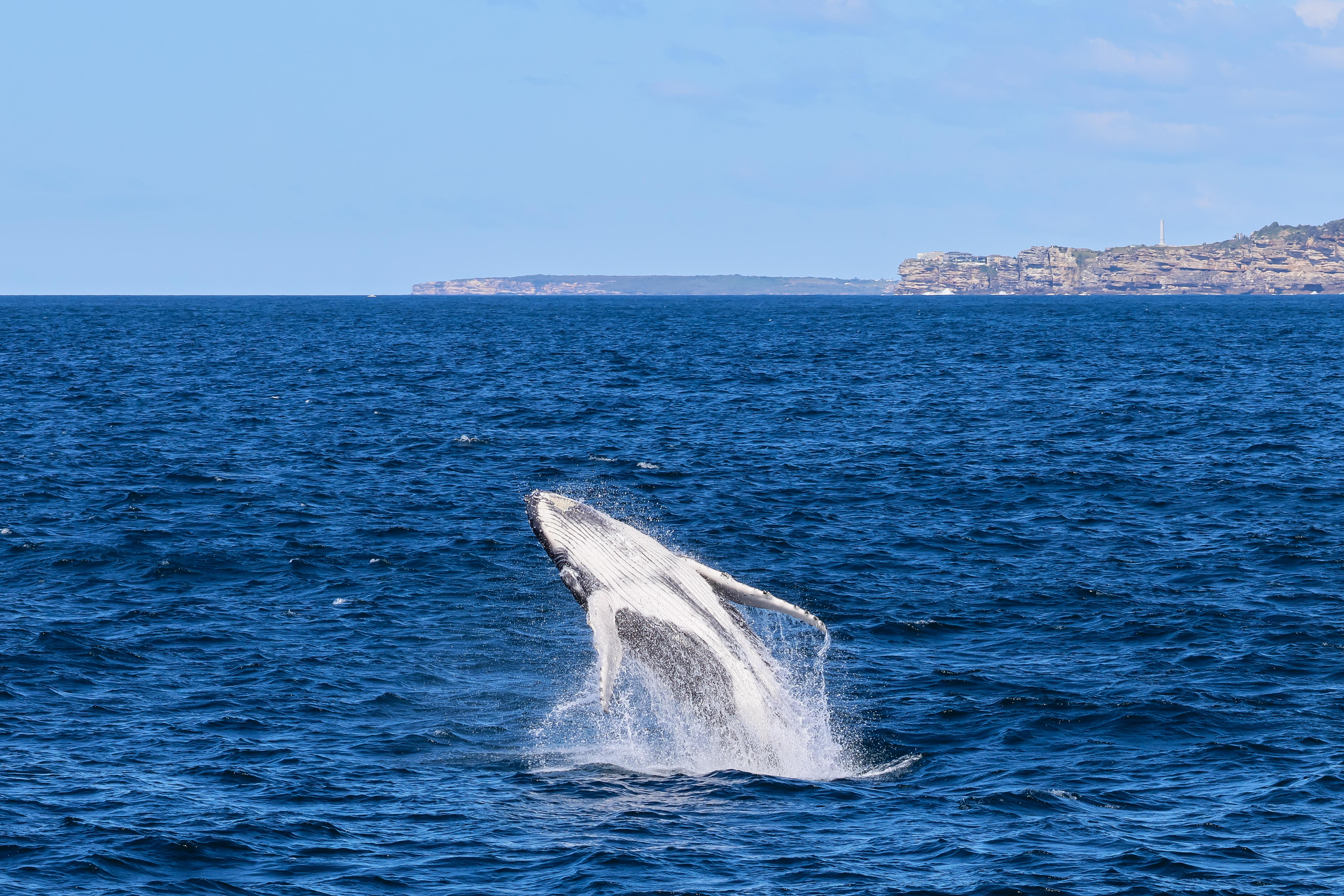 A humpback whale calf is breaching the ocean.