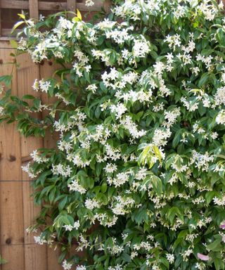 star jasmine growing on fence