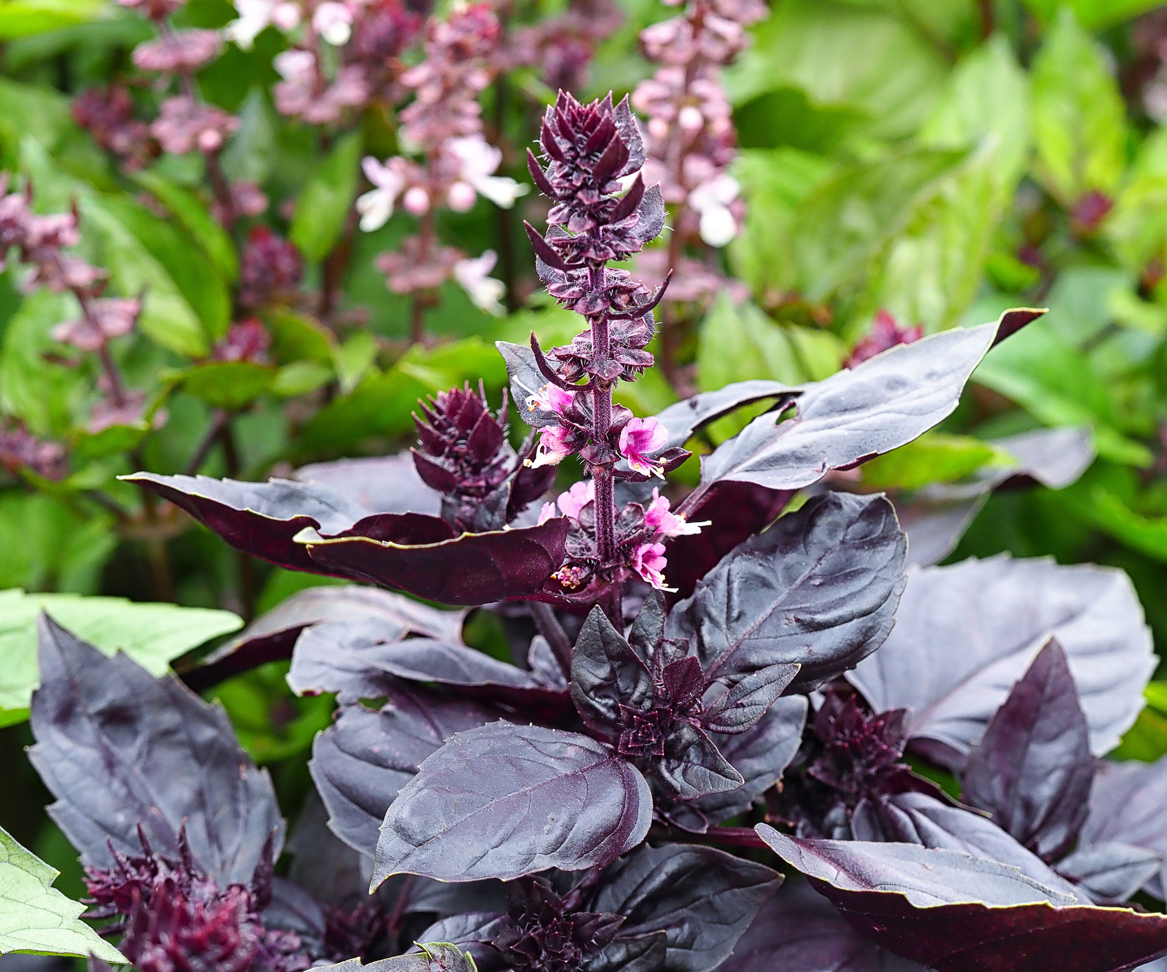 purple basil plant with pink flowers