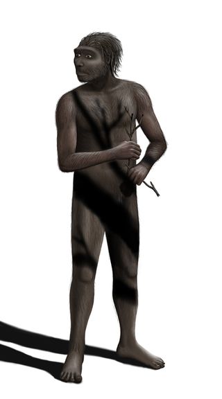 homo-erectus-drawing
