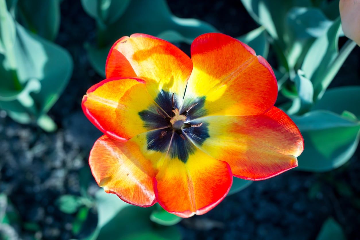 open tulip