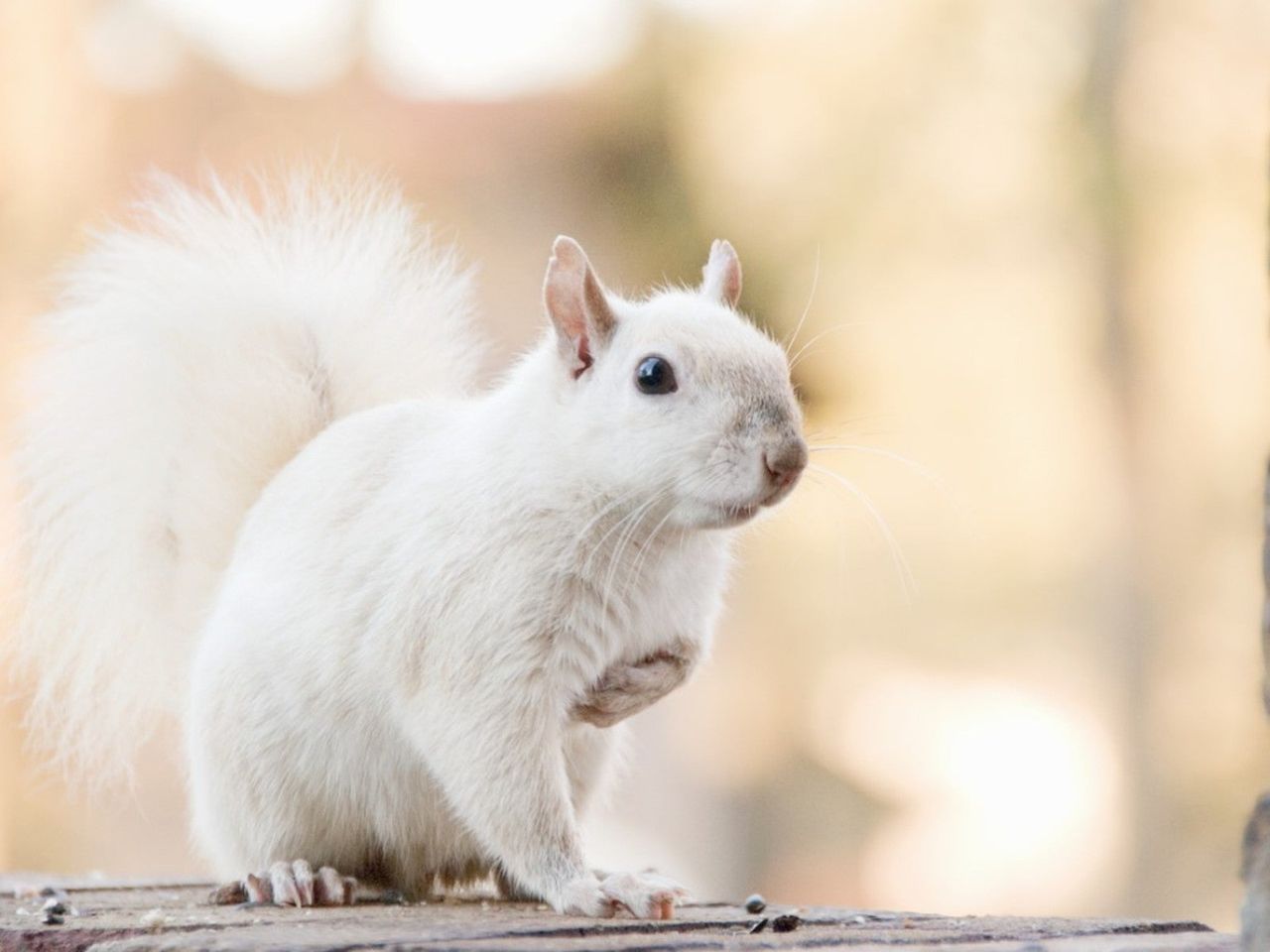 White Squirrel