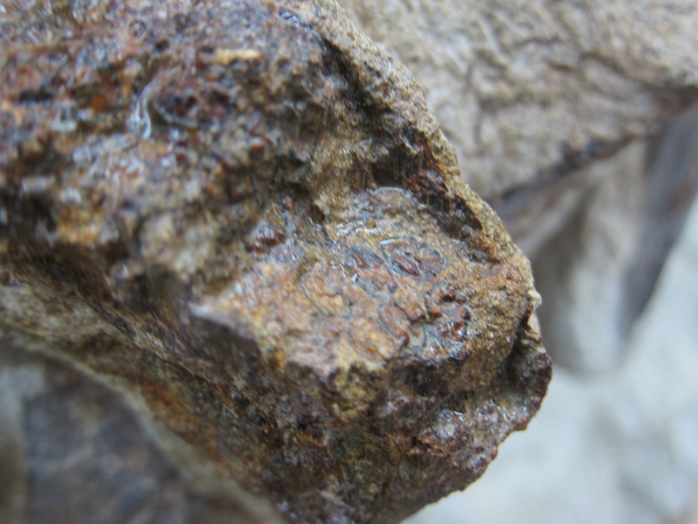 Apatosaur teeth