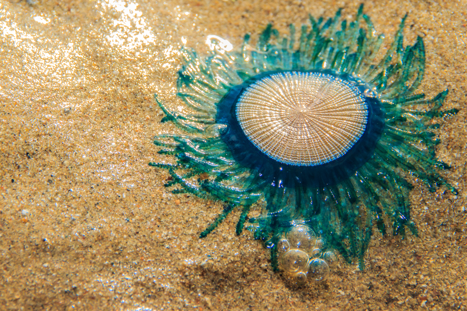 Rare, Blue Jellyfish-Like Creatures Wash Ashore in NJ, Puzzling Beachgoers  | Live Science