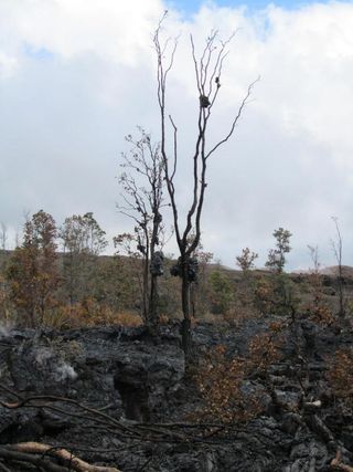 Gobs of spatter solidified in the remaining trees. The spatter was erupted from the first fissure to open on March 5.
