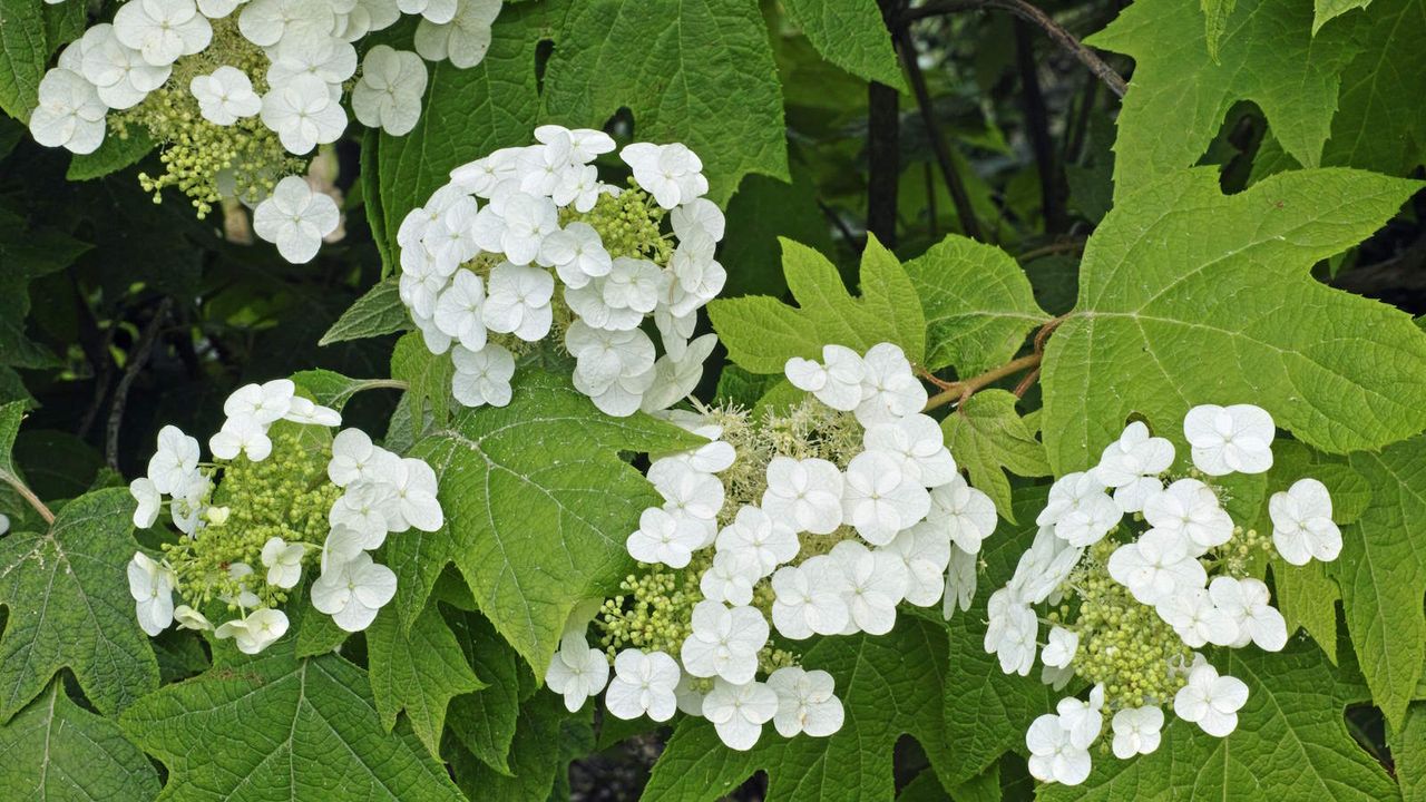 Oakleaf hydrangea in flower with white blooms