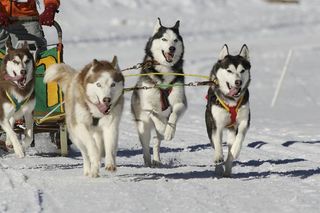 Sled dogs running in snow