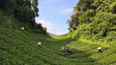 Tea farmers pick summer leaves on a mountain plantation in Guangxi, southern China