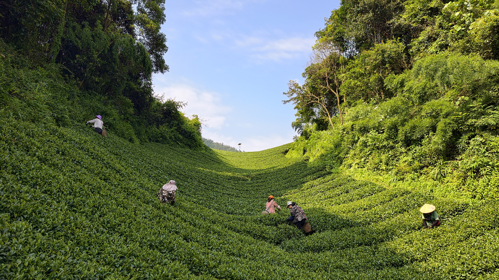 Tea farmers pick summer leaves on a mountain plantation in Guangxi, southern China