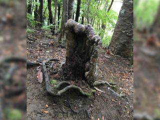 The stump in question looks like the last standing wall of a great ruined fortress. Beneath the soil, it’s still alive.