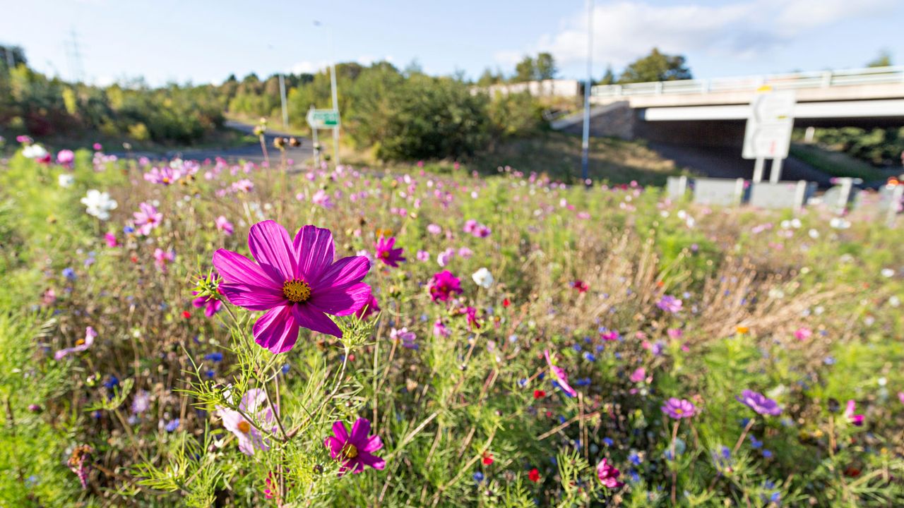 cosmos wildflowers by road