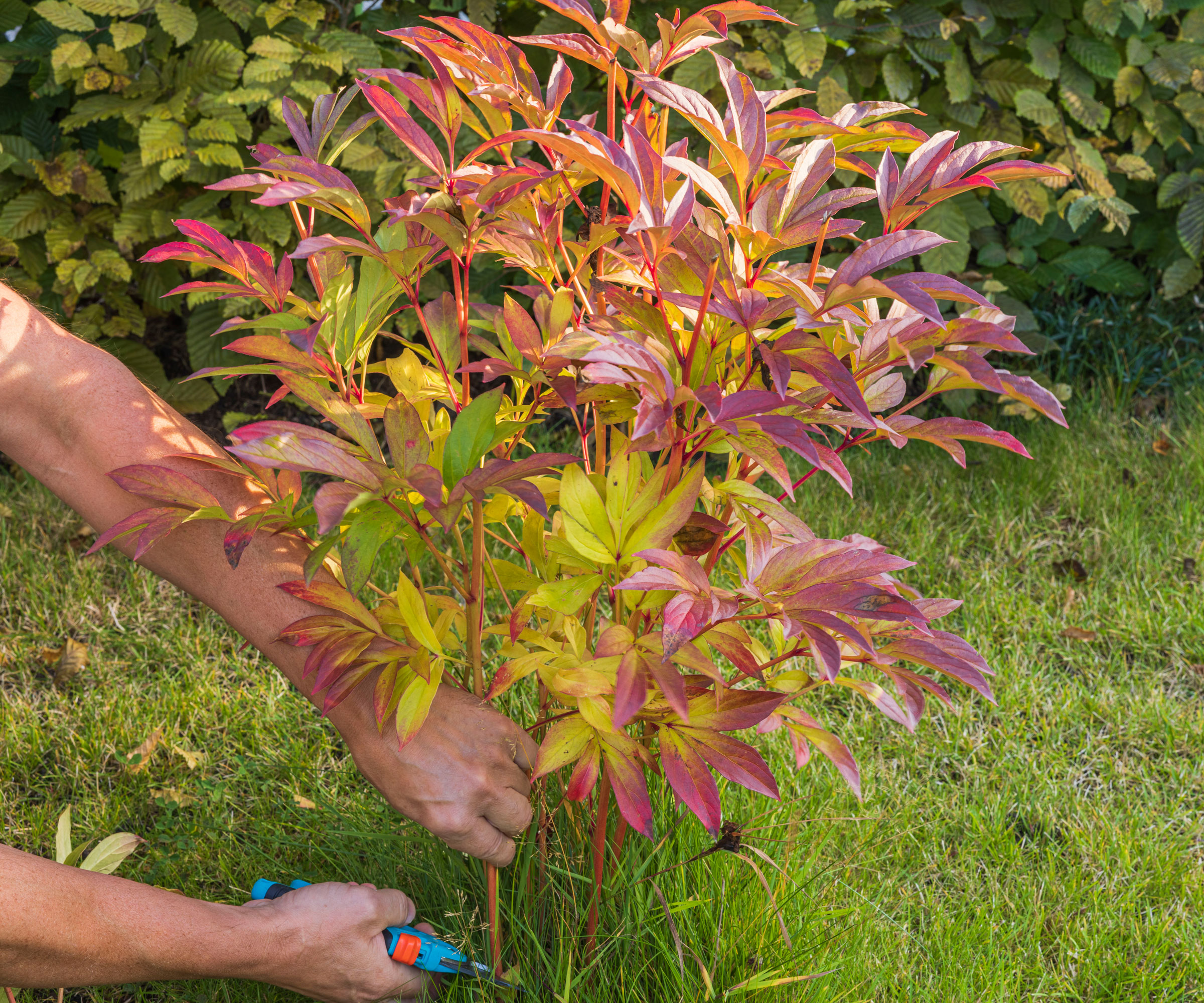 cutting back peony foliage in fall