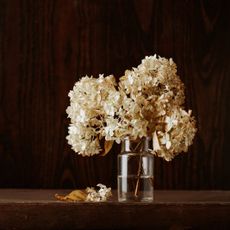 Dry hydrangea flowers in a vase of water