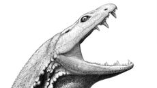 artist impression of ancient predator crassigyrinus scoticus