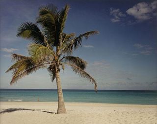 A photograph of a palm tree on a beach, with the sea in the distance.