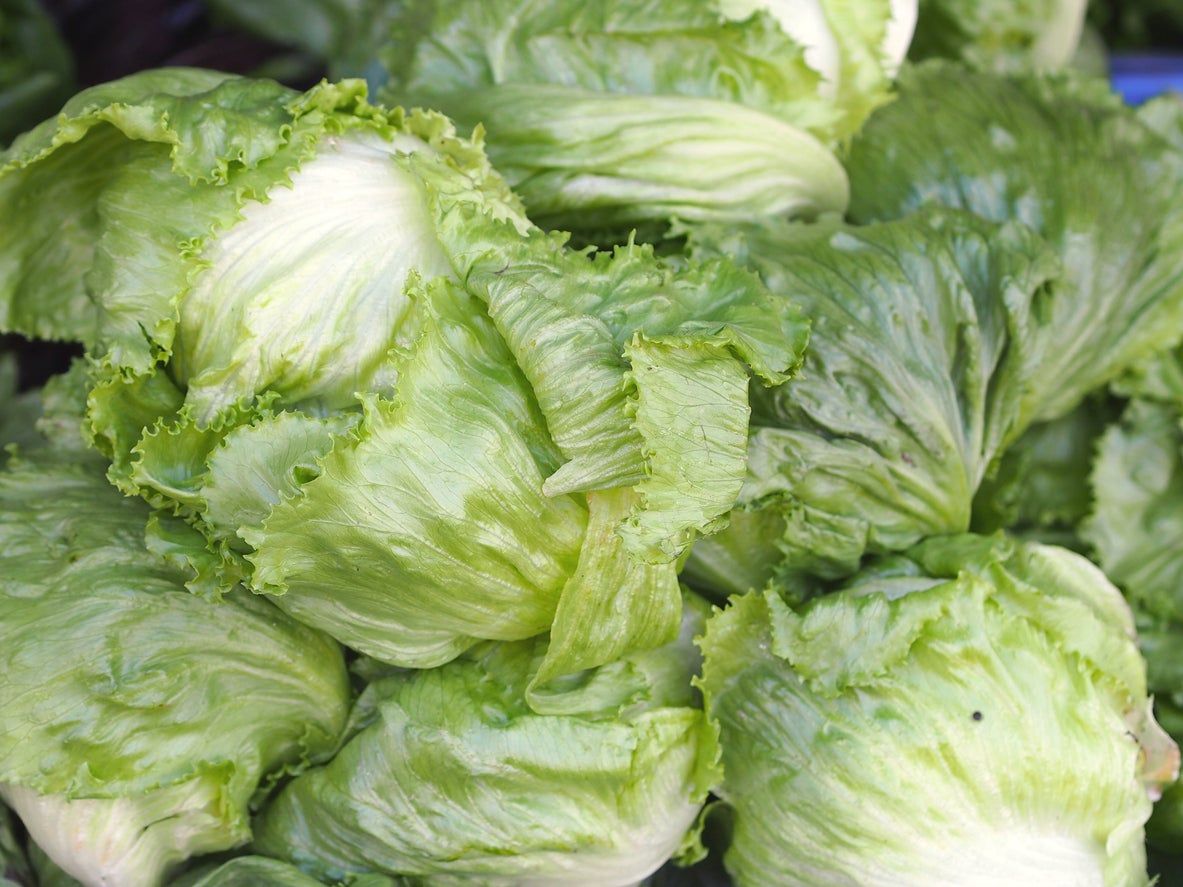 Ballade Lettuce