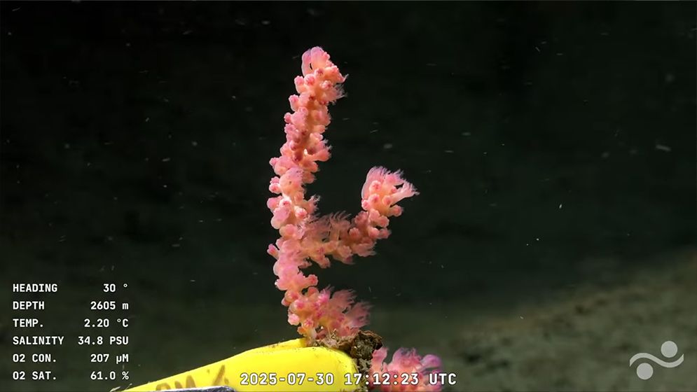 an image of a deep sea creature