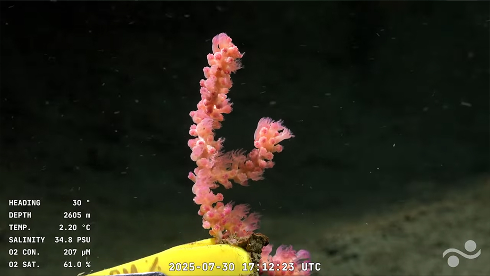 an image of a deep sea creature