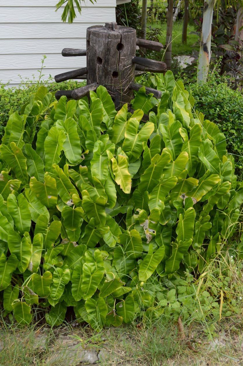 outdoor philodendron