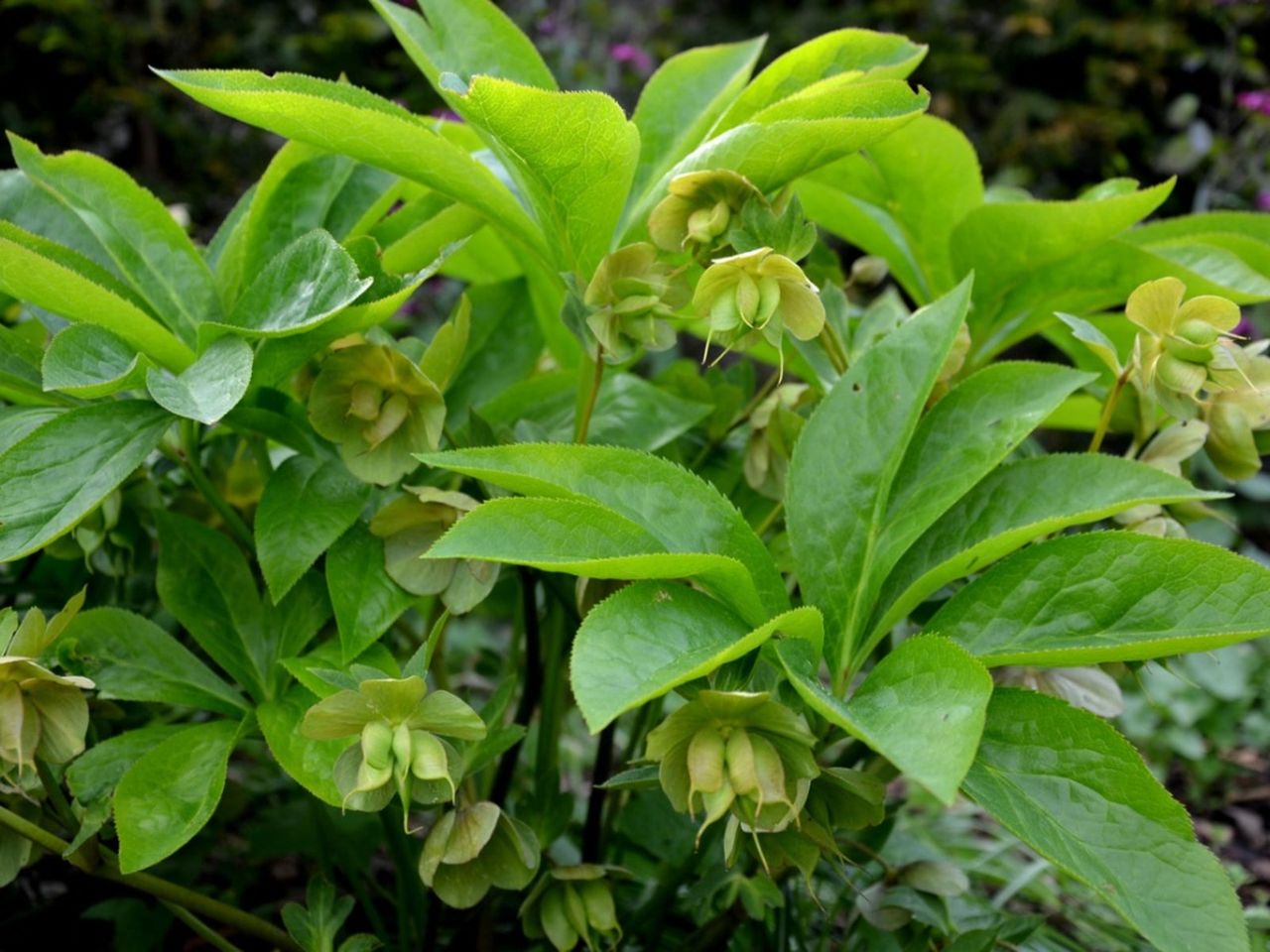 Hellebore Plants