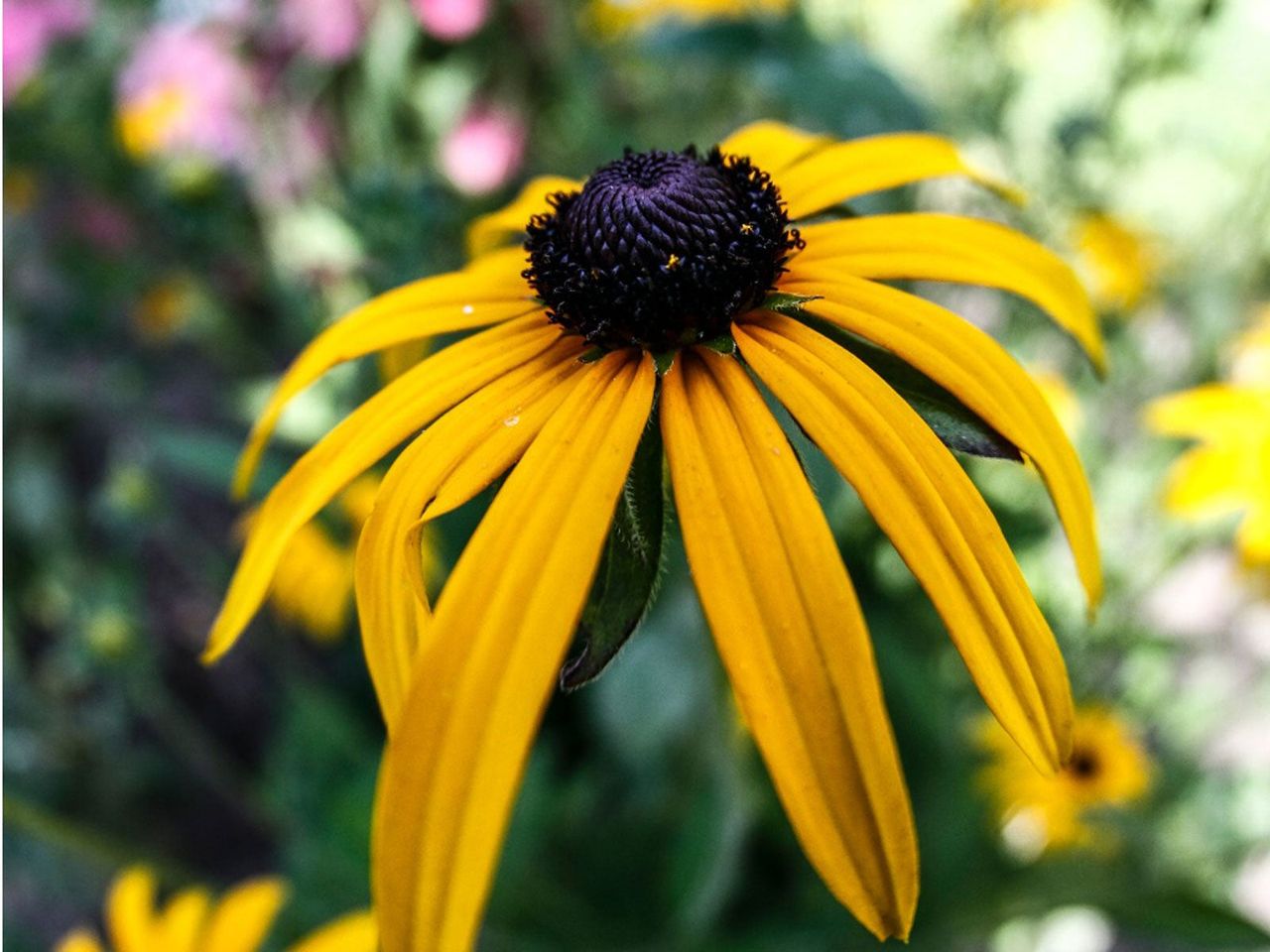 Large Yellow Flower