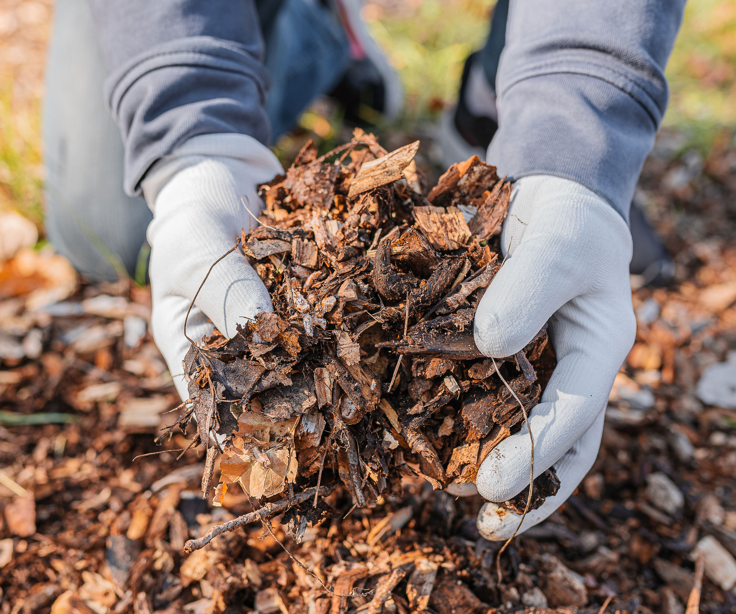 gloved hands holding bark mulch