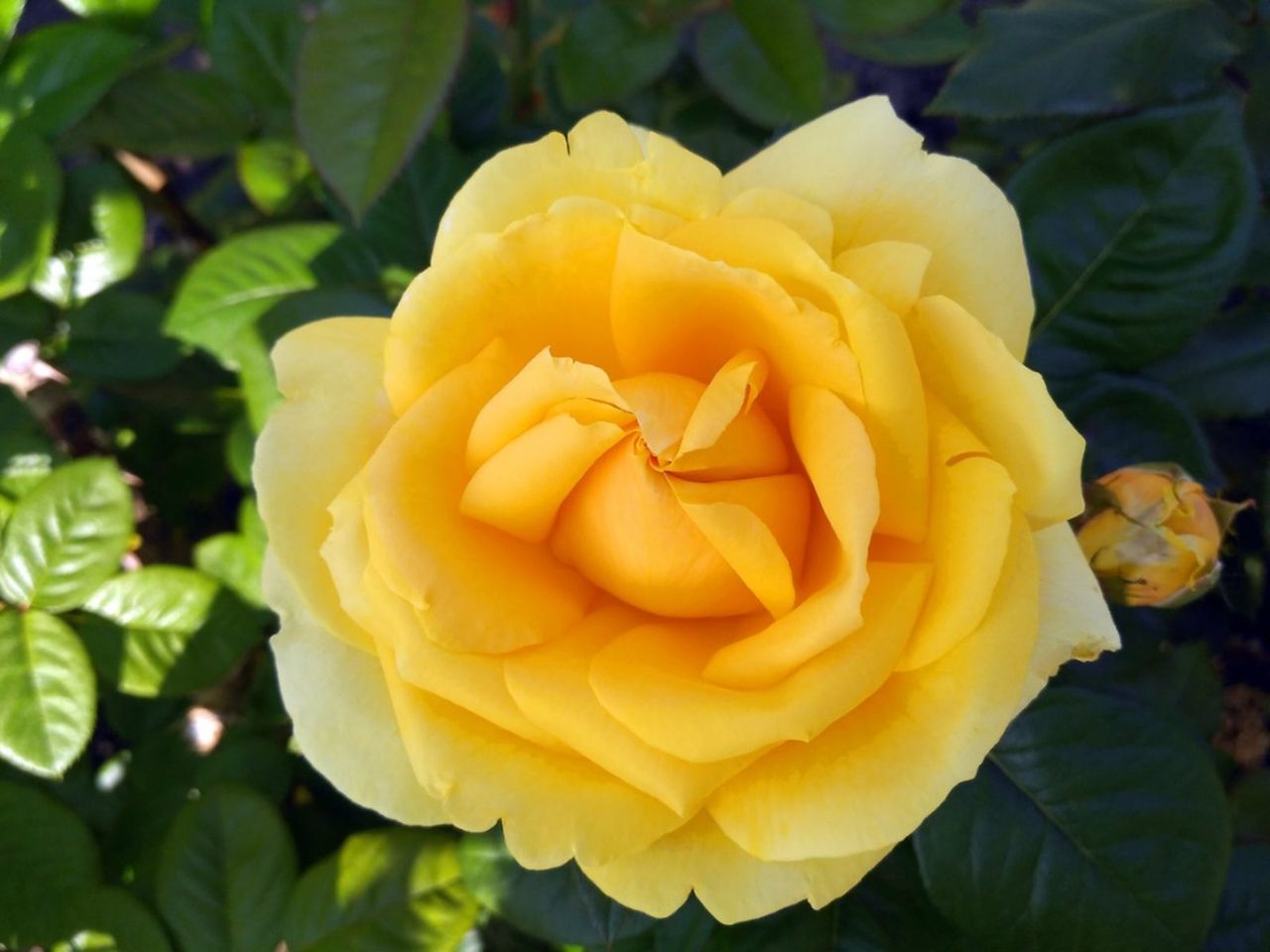 Beautiful Yellow Rose