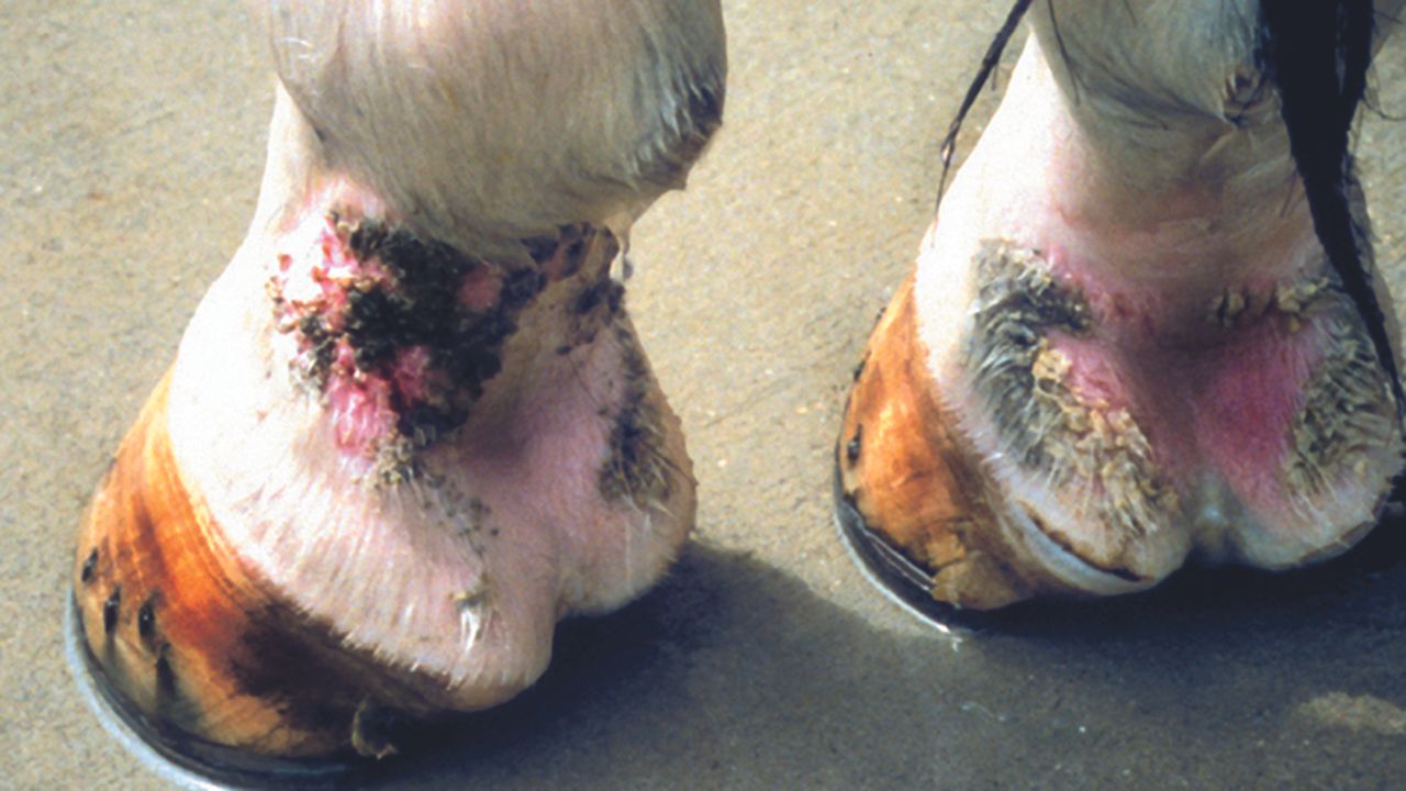 Legs showing classic signs of mud fever