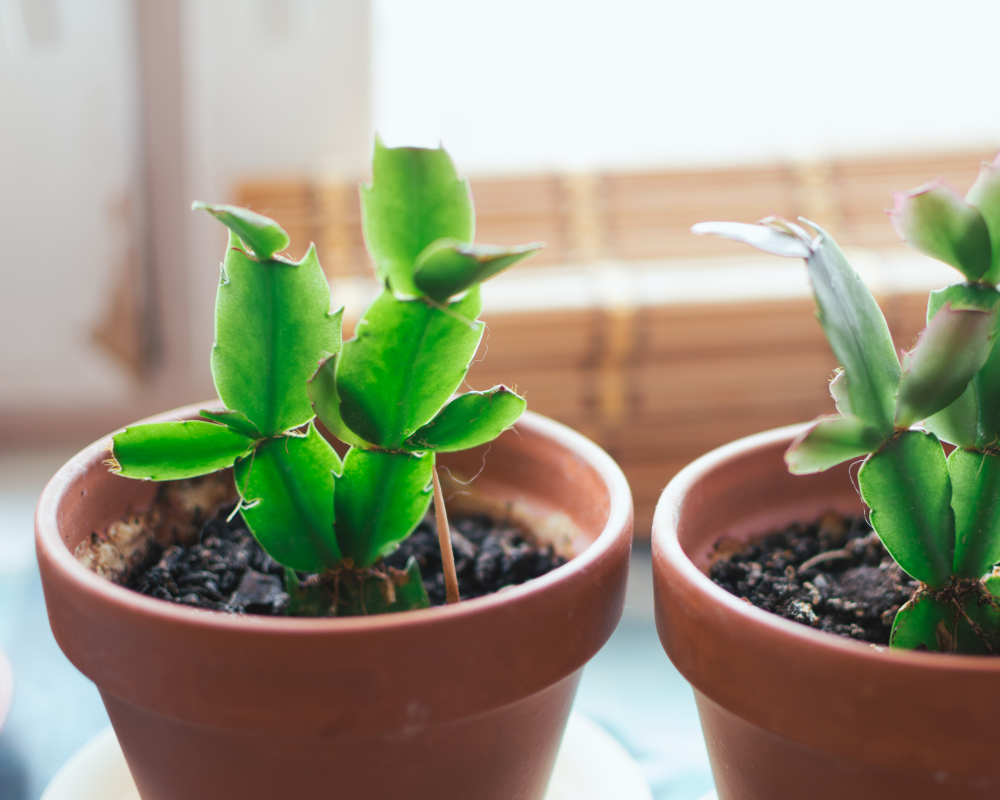 christmas cactus cuttings growing on