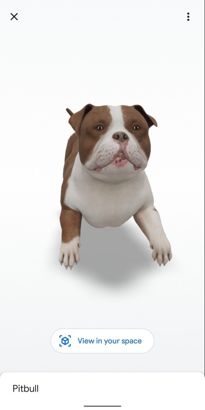 Pitbull