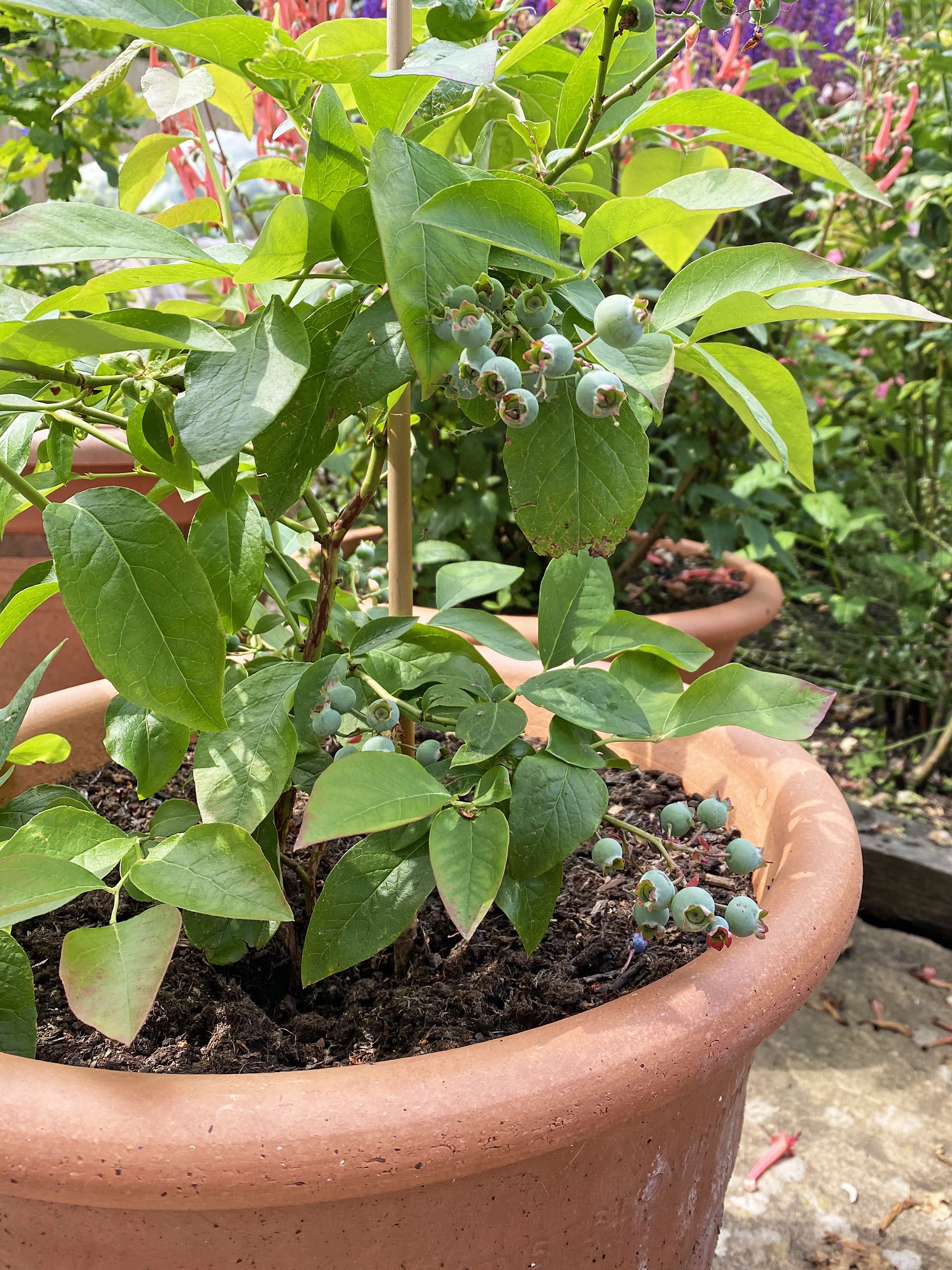 How to grow blueberries in pots
