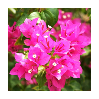 A bunch of blooming bougainvillea flowers