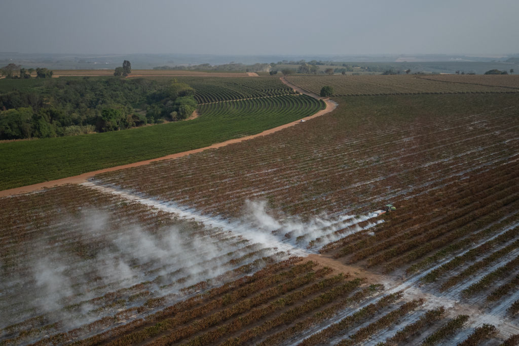 Aerial view of irrigated and drought-affected coffee plantations in São Paulo, Brazil.