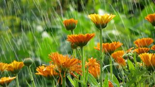 Garden flowers in rain