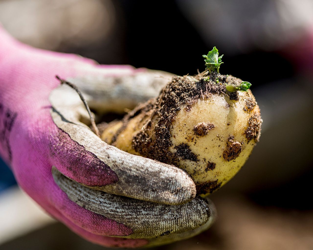 How to grow potatoes in a bag everything you need to know Homes