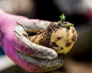 Hand in gardening glove holding potato