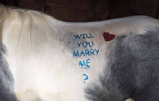 horsey-proposal.jpg